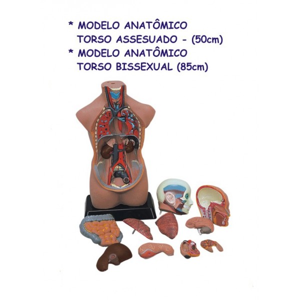 modelo_anatomico_torso-600x600.jpg