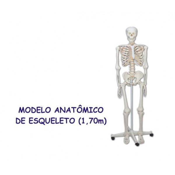 modelo_anatomico_esqueleto-600x600.jpg