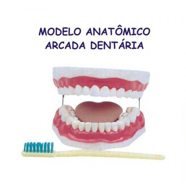 modelo_anatomico_arcada_dentaria-600x600.jpg